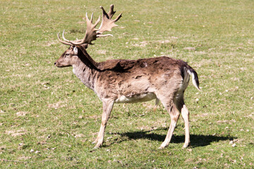 Damhirsch im braunen Winterfell. Stehend auf einer Waldwiese.