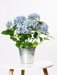 Bucket with blue hydrangea