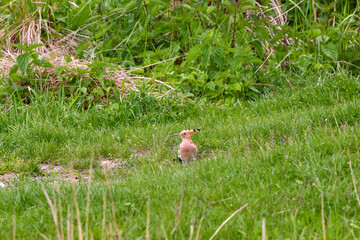 The Eurasian hoopoe is a fascinating bird with a characteristic appearance, always a great sight in nature or on the lawn in the yard.
