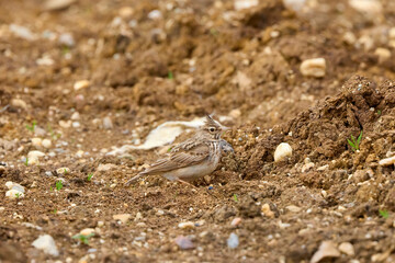 Crested lark sitting on stones in a cloudy day