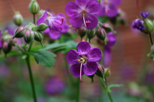 Purple flowers on a natural green background