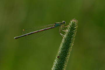 Blaue Federlibelle (Platycnemis pennipes) Weibchen	
