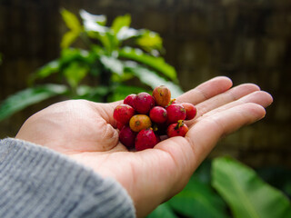 coffee cherries in hand still fresh