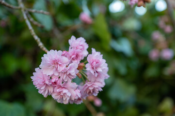 close up of a pink cherry tree , Sakura  flower
