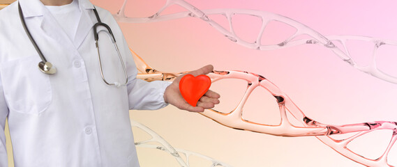male doctor holds heart model, human dna structure background, research, deoxyribonucleic acid,...