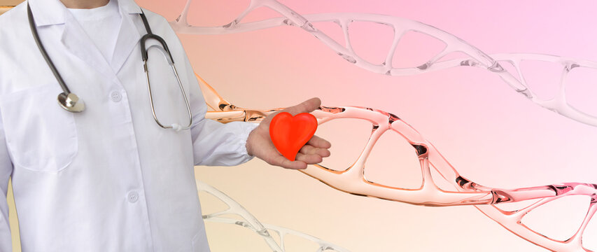 male doctor holds heart model, human dna structure background, research, deoxyribonucleic acid, cardiology, organ transplantation, genetic heart diseases, scientific experiment, scientific research