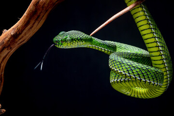Portrait of a new species of green pit viper, Trimeresurus Calamitas native to nias Island of Indonesia with solid black background 