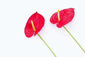 Flamingo flower or pigtail anthurium