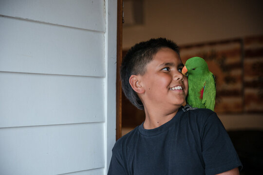 Young Aboriginal boy with pet eclectus parrot