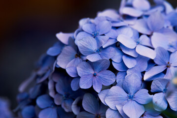 黒い背景の青紫のアジサイ