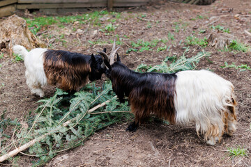 Welsh goat with large and sharp horns, a zoo with unusual animals, herbivores. Two funny goats poke each other with their horns