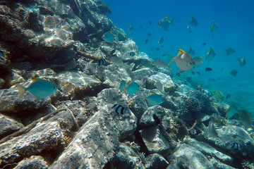Fototapeta na wymiar small fishes in the red sea