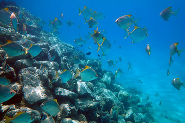 small fishes in the red sea