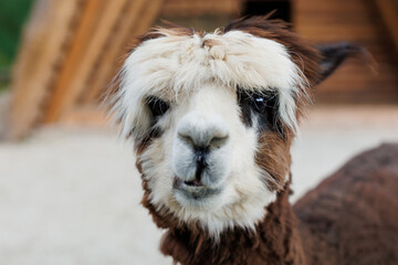 An inquisitive alpaca posing for a photo. Funny looking alpaca at farm.