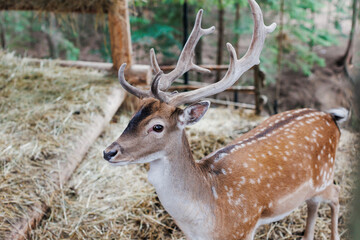 Red deer facing camera in summer nature. Wild animal with brown fur observing in forest