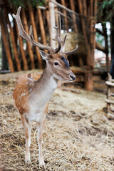 Red deer facing camera in summer nature. Wild animal with brown fur observing in forest