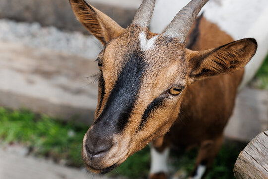 American Pygmy, Cameroon goat standing near wooden fence on green grass, close up detail