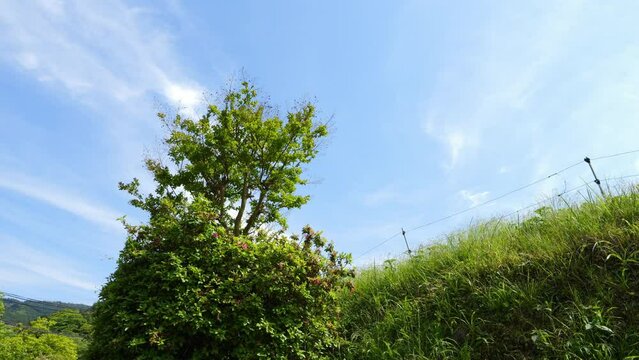 A clear day, blue sky and trees swaying in the wind.