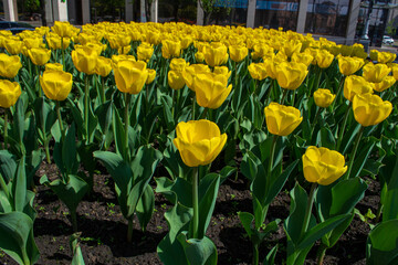 Obraz premium The flowering of tulips in urban gardens and parks is the arrival of spring and heat, it is the awakening of nature