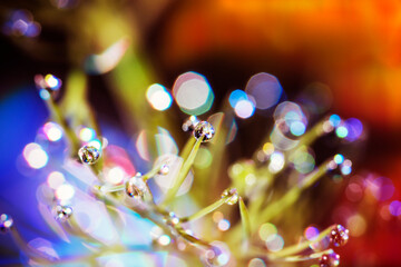 dew on the grass