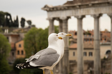 SEAGULLS PHOTOGRAPHED IN ROME ITALY