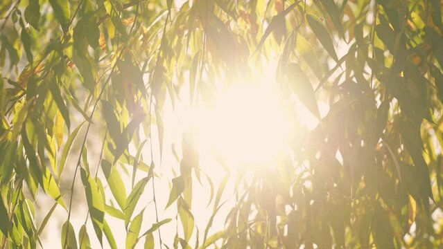 4k stock video footage of bright golden sunshine with sunrays and lens sun flares transparents through colorful autumn yellow and green leaves of willow tree. Natural abstract sunny background