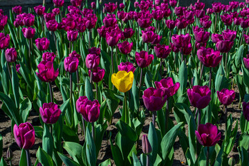 One yellow tulip among folette tulips