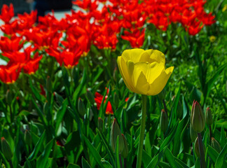 One yellow tulip close up against the background of red tulips