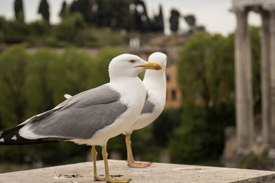 SEAGULLS PHOTOGRAPHED IN ROME ITALY