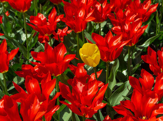 One yellow tulip among the red tulips
