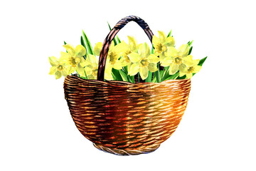 Fototapeta na wymiar Wicker basket with yellow daffodils flower. Spring Happy Easter concept. Design element for greeting card, easter, invitations, birthday, banner. Isolated hand drawn watercolor illustration on white