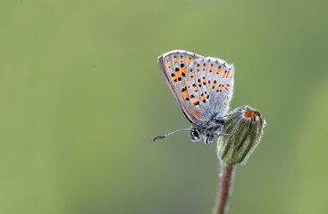 Akbes Weasel butterfly on plant - Tomares nesimachus