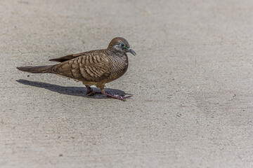 The cripple zebra or barred ground dove on a concrete road in a city or village in Hawaii (USA). Geopelia striata lives in the shrubland in Southeast Asia and Hawaii.