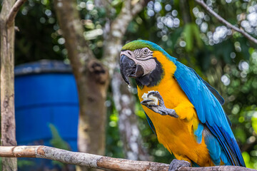 A macaw parrot holds a piece of bread in its clawed paw and eats it. The Ara ararauna (blue-and-yellow or blue-and-gold macaw) lives in the forest, woodland and savannah of tropical South America.