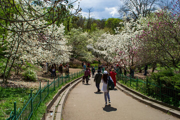 Obraz premium The flowering of magnolia in the botanical garden
