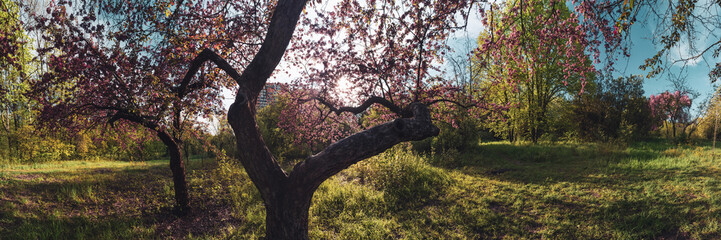 Fototapeta na wymiar Wide panorama of pink cherry blooming tree in green sunny spring garden with sunset sun shining through branches