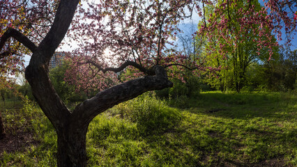 Fototapeta na wymiar Pink cherry blossom, tree in green sunny spring garden with sun shining through branches