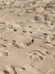 little bird in the middle of beach sand