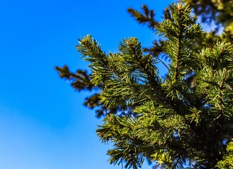 palm tree against sky