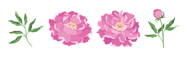 Fototapeta premium Pink Peony Flower Bud on Green Stems with Leaves Vector Set