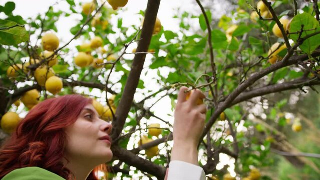 Farmer girl pick lemon fruit from the tree in the countryside