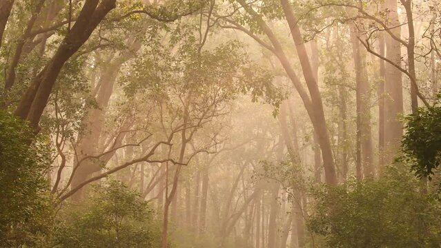Wide shot of cold winter mist mornings in forest with Natural Tyndall effect by sunlight or light rays scattering through sal trees at dhikala jim corbett national park forest uttarakhand india asia