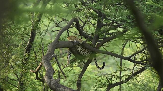 full shot of wild indian female leopard or panther hanging or resting on tree in natural monsoon green background at jhalana forest leopard reserve jaipur rajasthan india