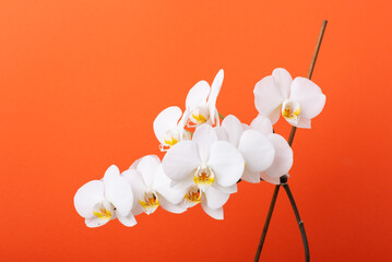 Close up of white orchid flower on red background. Bright blooming orchid