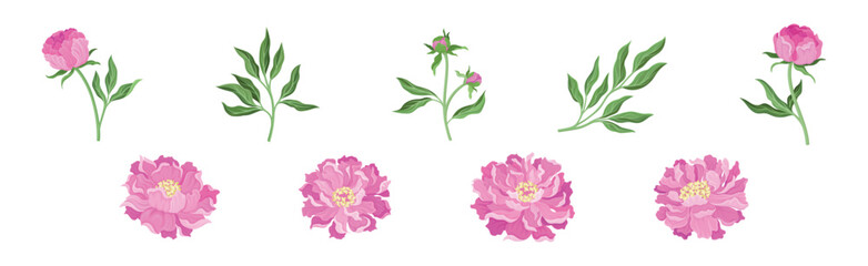 Pink Peony Flower Bud on Green Stems with Leaves Vector Set