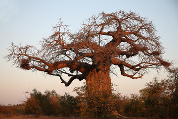 Affenbrotbaum / Baobab / Adansonia digitata
