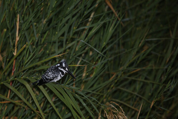 Graufischer / Pied kingfisher / Ceryle rudis.