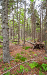 Pine Forest at Acadia National Park