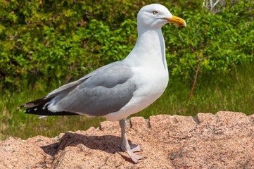 Seagull at Acadia National Park