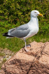 Seagull at Acadia National Park